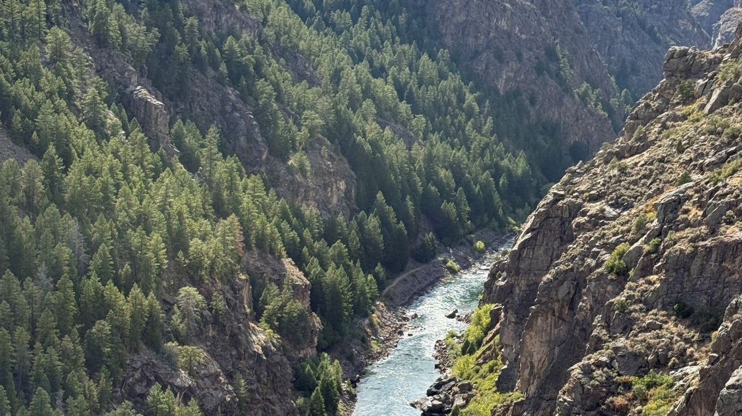 The Story of David Douglas and the Fir