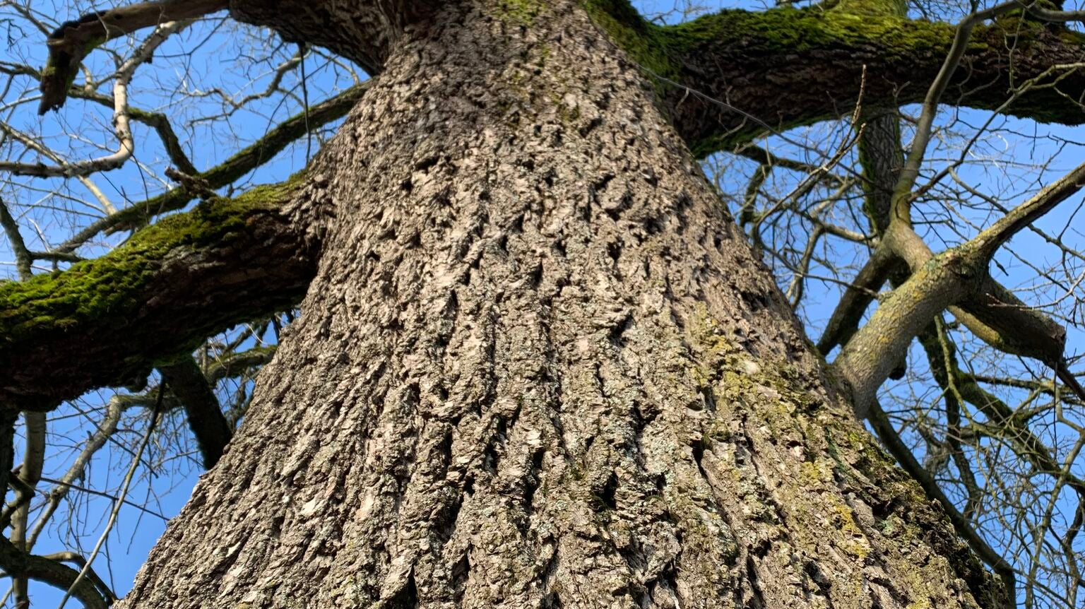 Story of the Ciaro Walnut Tree