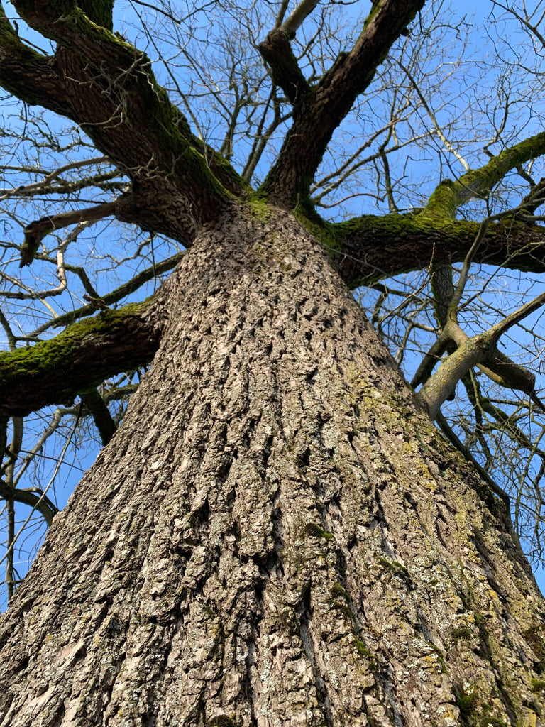 Story of the Ciaro Walnut Tree