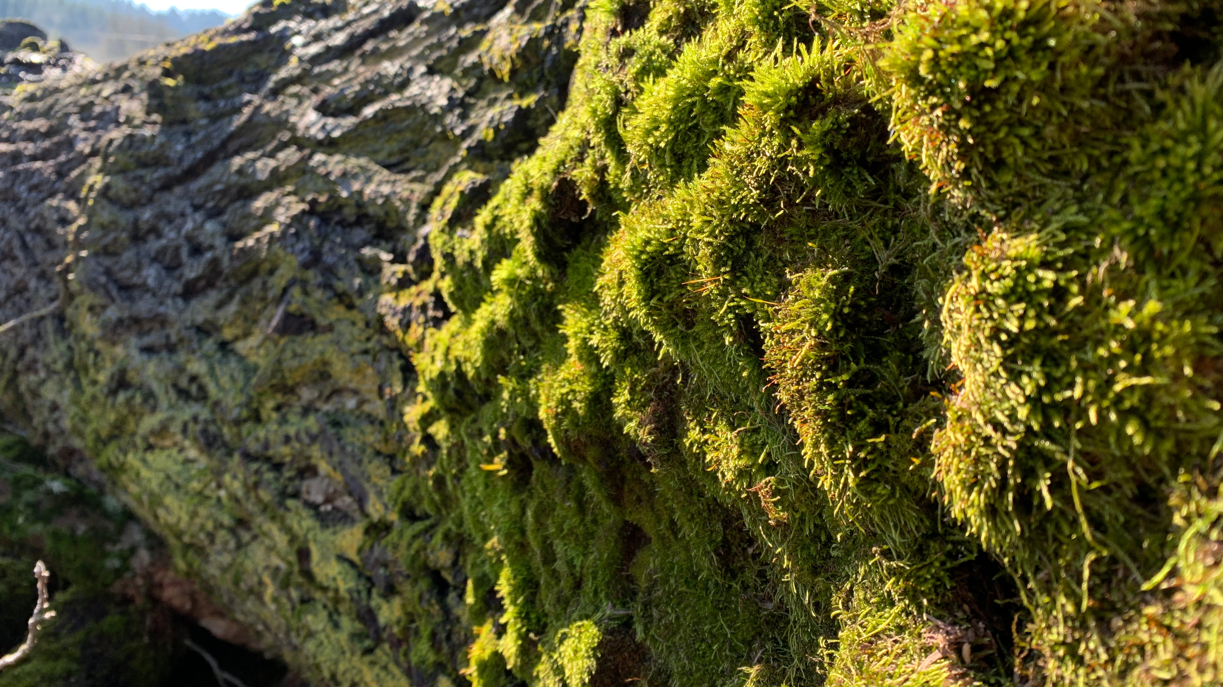 biophilla: the new design trend