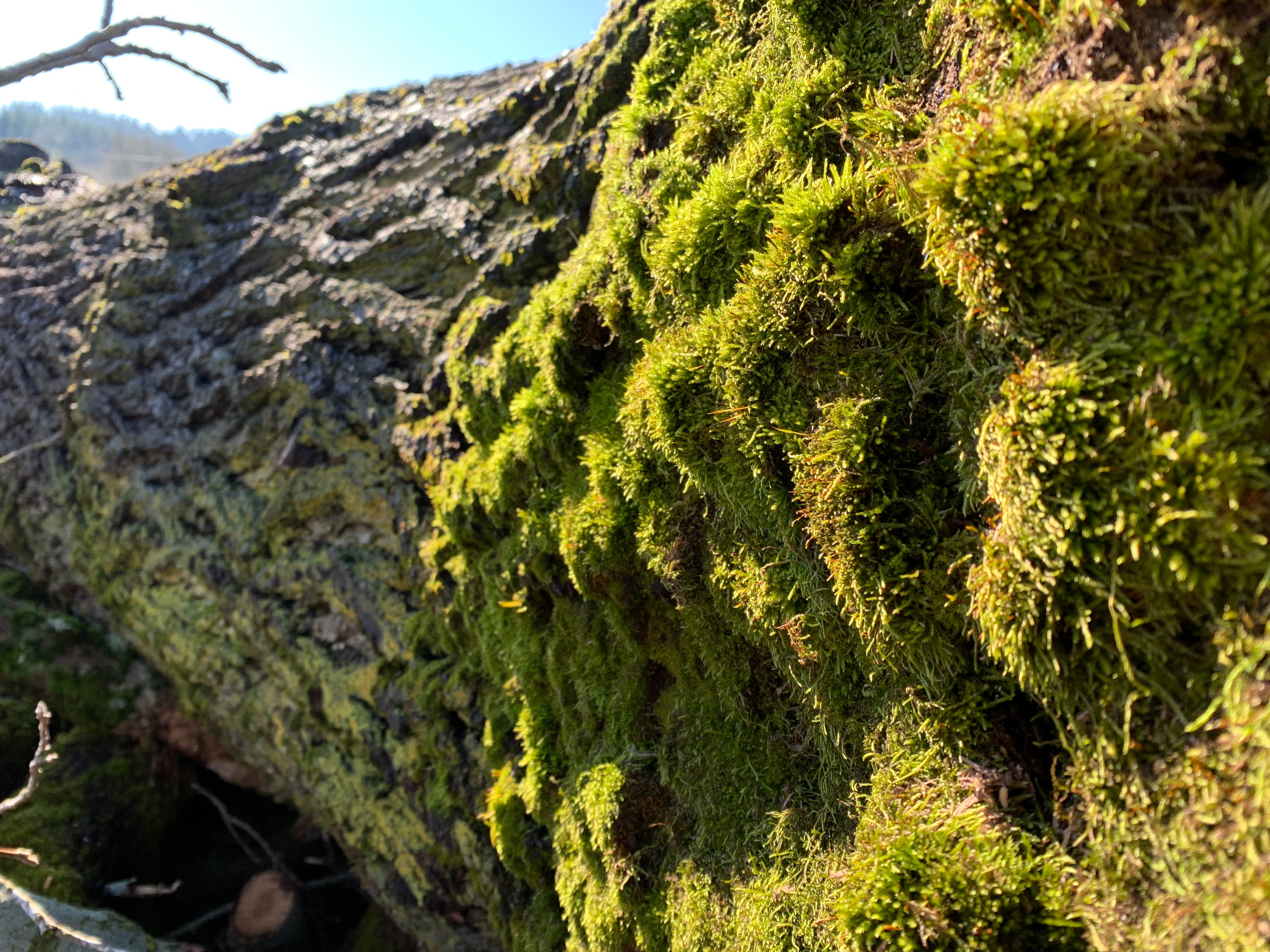 biophilla: the new design trend