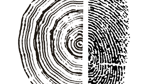 FRACTAL BENEFITS: BIOLOGY, GEOMETRY, AND YOUR WOODWORKING