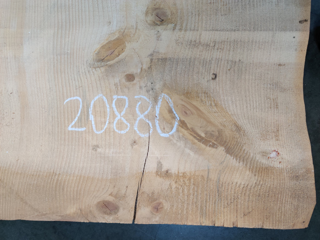 Colorado Blue Spruce #20880 (177" x 26.5" - 32" x 2.25")