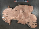 Big Leaf Maple Burl