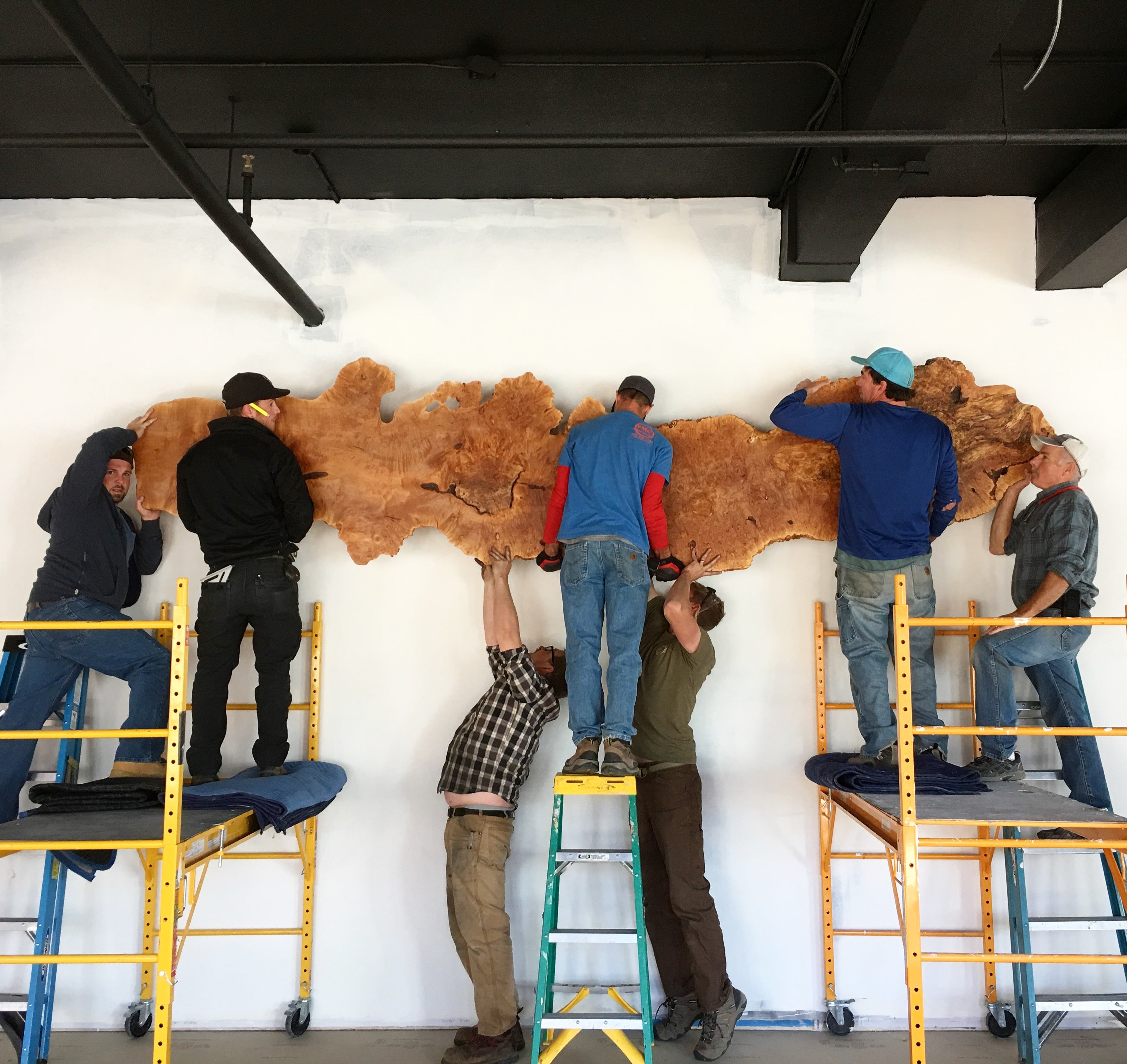 Environmental biophilic art. Wood on the wall. Team hanging a burl on the wall.