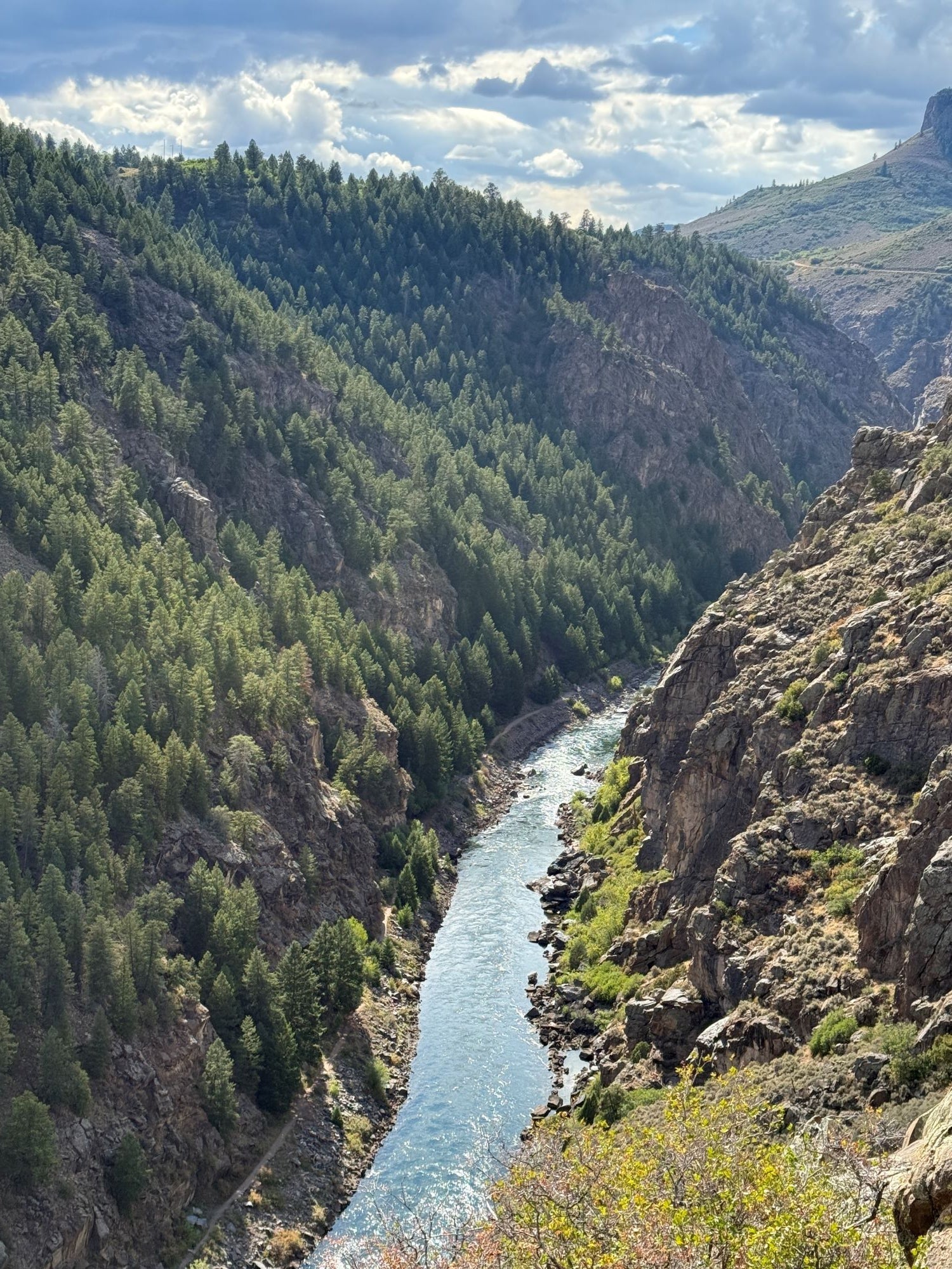 The Story of David Douglas and the Fir