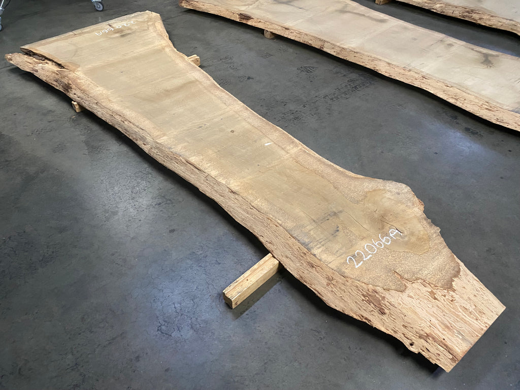 White Oak 22066A (138'' x 25"-50" x 3'')