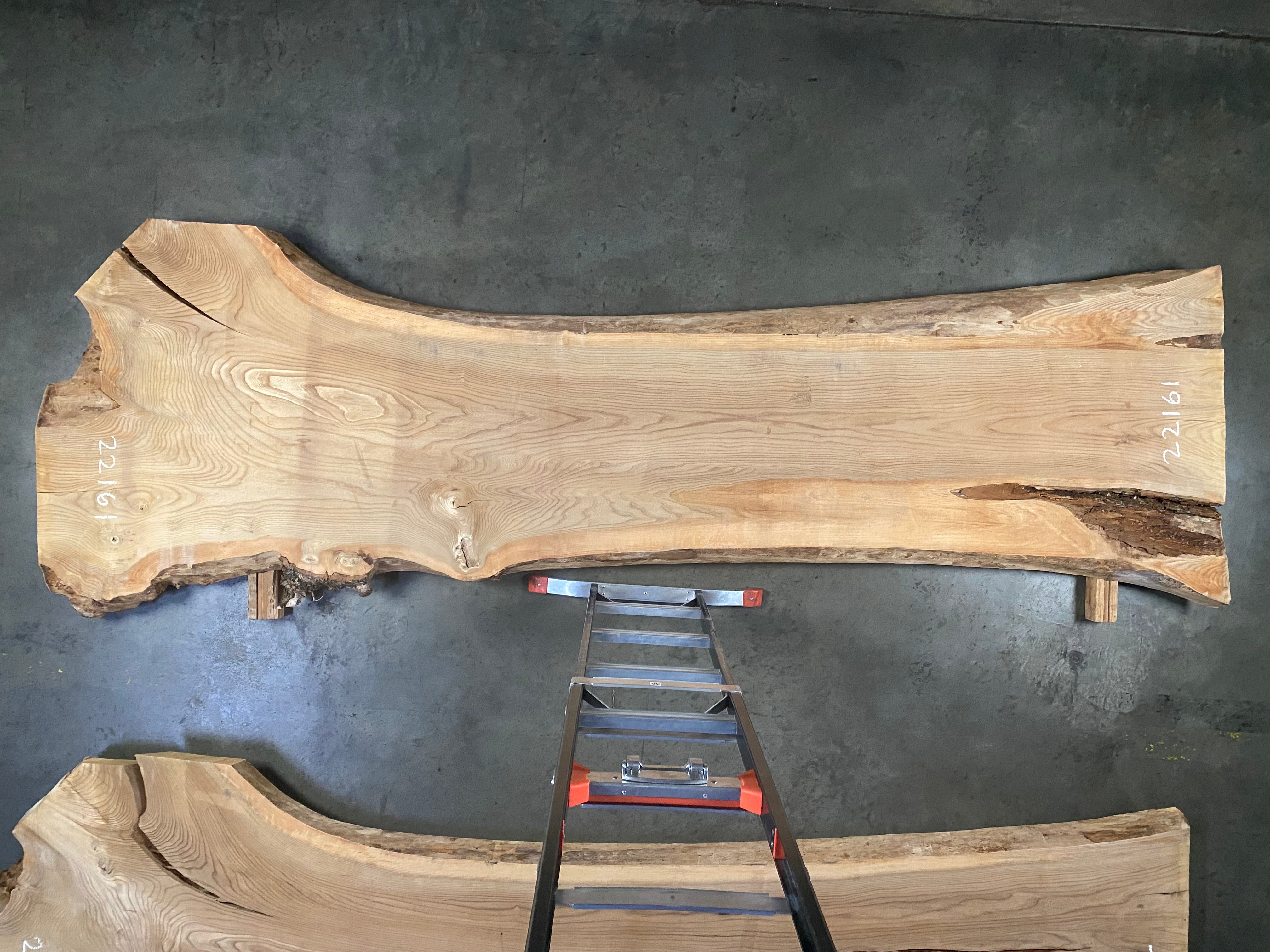 その他 sala tree Elm 22161 (136'' x 31