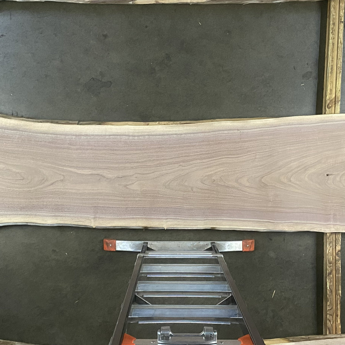 Black Walnut 22646 (124'' x 20