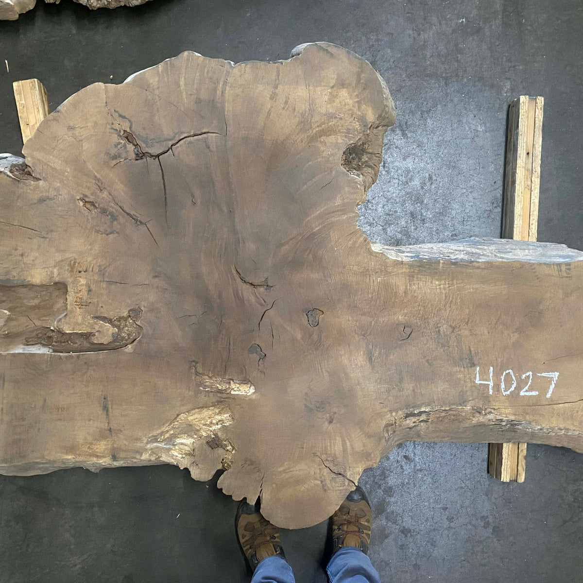 Big Leaf Maple 4027 (66'' x 20